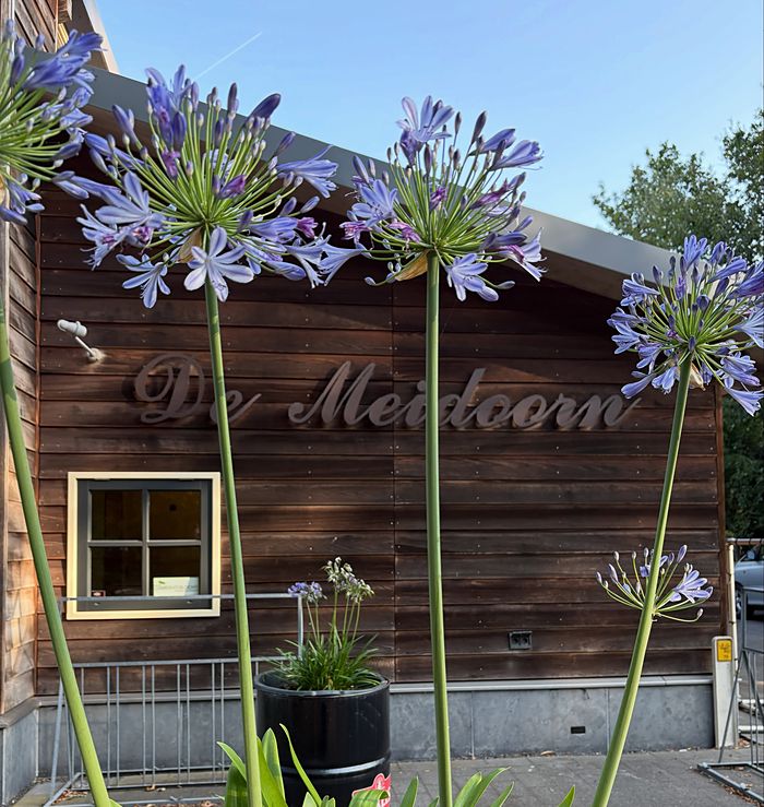 De houten gevel met de letters De Meidoorn en bloeiende agapanthus
